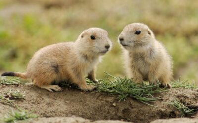 Annual Utah Prairie Dog Day