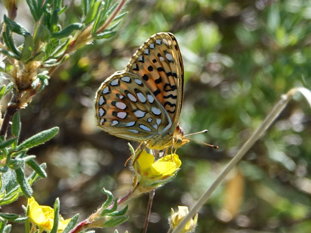 butterfly01